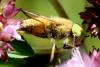 Atylotus rusticus